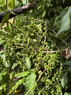 Coffee in Ethiopia