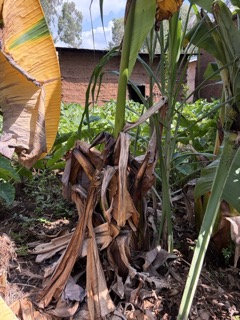 Enset in Ethiopia