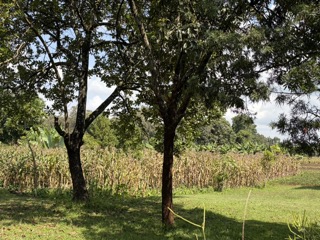 Maize in Ethiopia