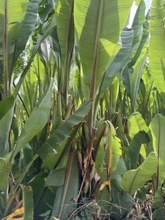 Healthy Enset in Ethiopia
