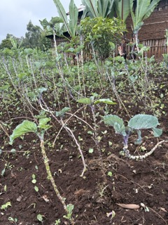 Cabbage in Ethiopia