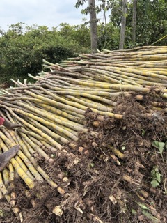 Sugarcane in Ethiopia