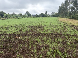 Wheat in Ethiopia